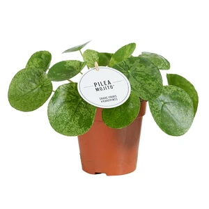 Pilea 'Mojito'