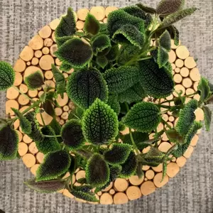 Pilea 'Moon Valley' 14cm - image 3