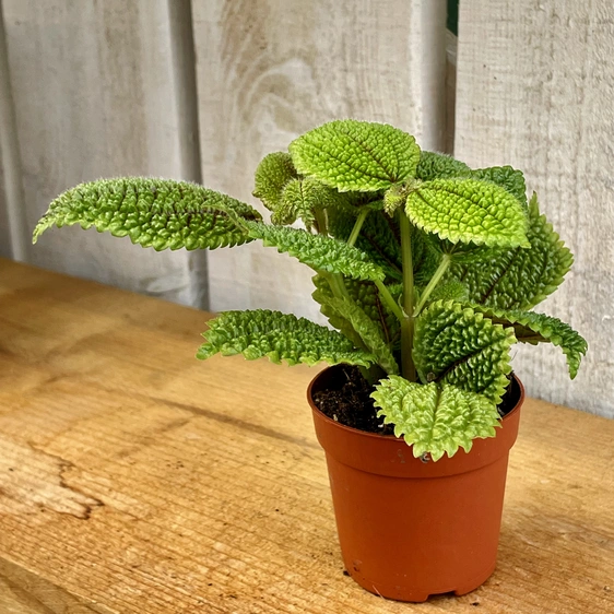 Pilea 'Moon Valley' 7cm - image 2