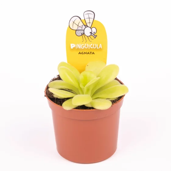 Pinguicula agnata - image 2