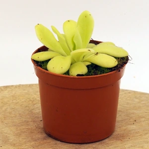 Pinguicula agnata - image 1