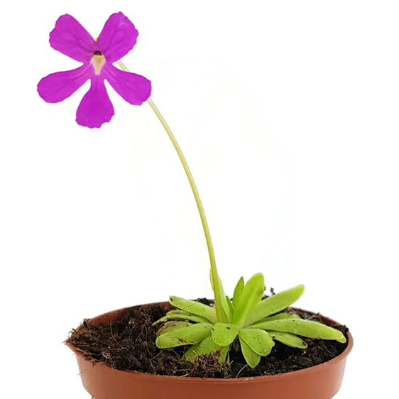 Pinguicula 'Anna' - image 1