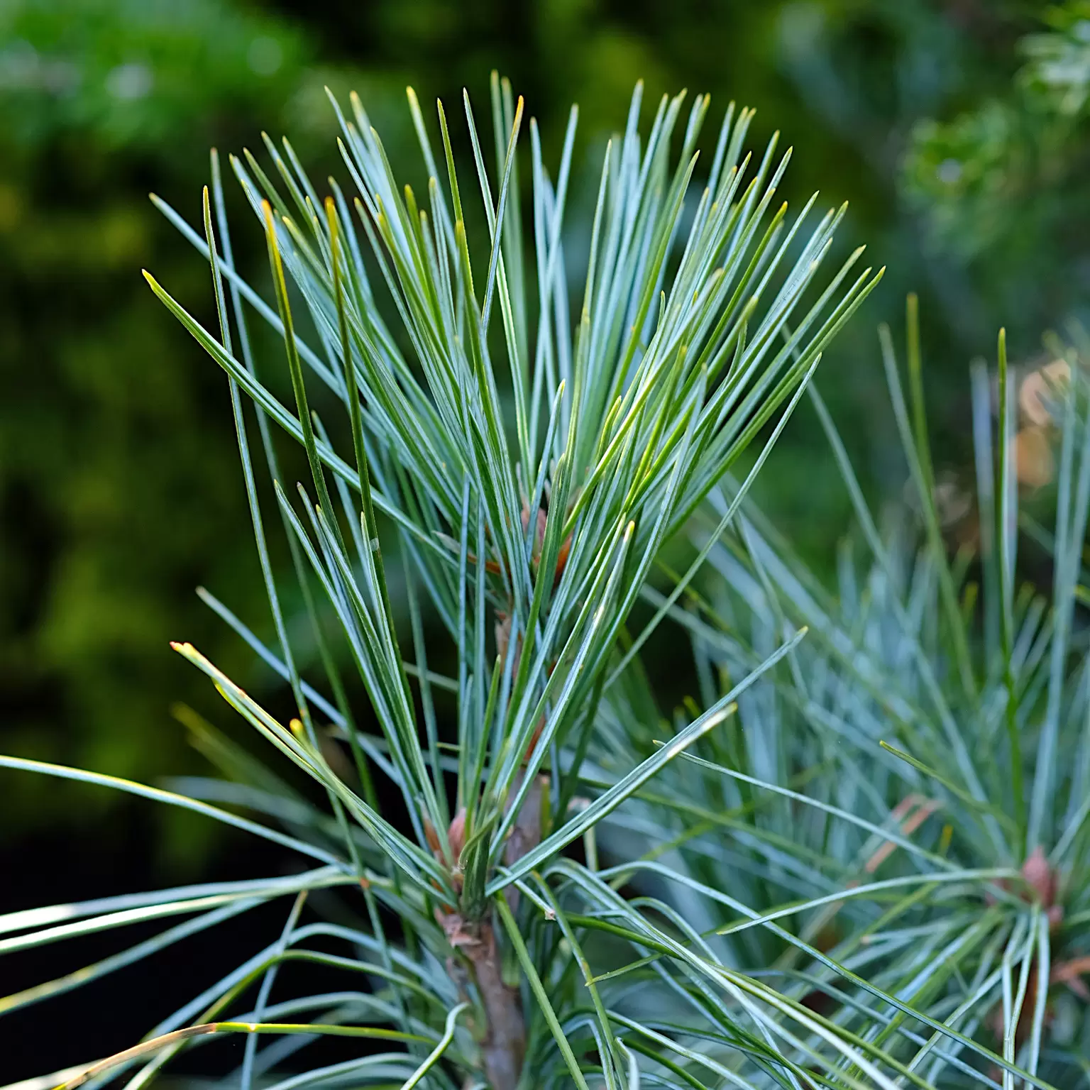 Pinus wallichiana 'Densa Hill' - Cowell's Garden Centre | Woolsington