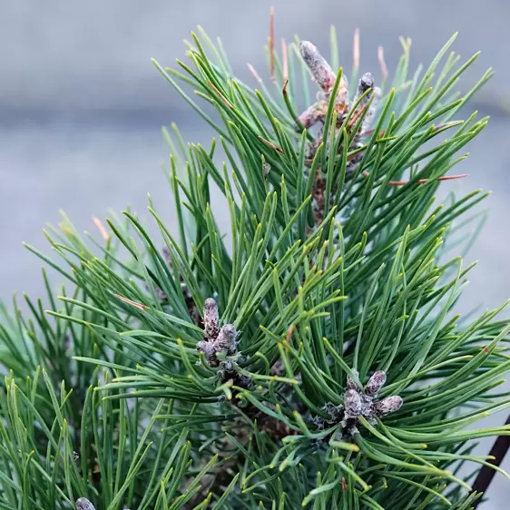 Pinus mugo 'Gnom' 2.3L - image 1