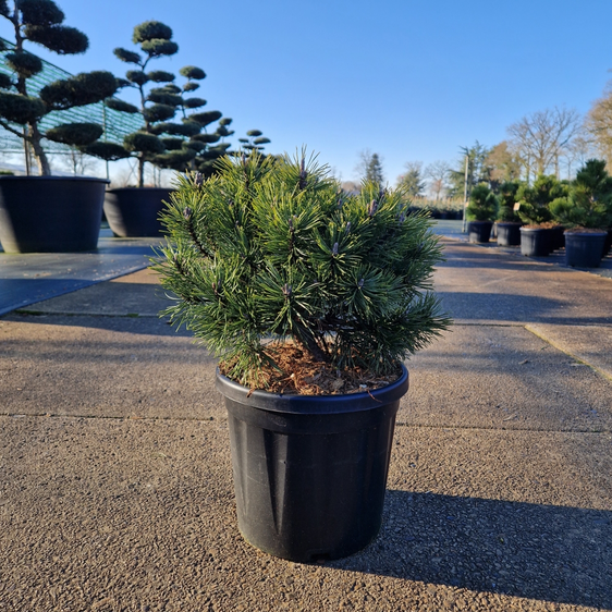 Pinus mugo 'Mops' 8L - image 2