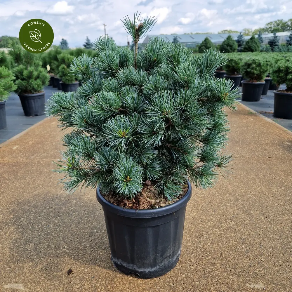 Pinus Parviflora Negishi Japanese White Pine