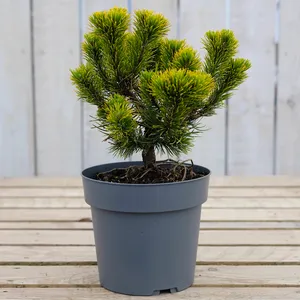 Pinus mugo 'Ophir' 4.6L - image 2