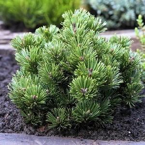 Pinus mugo 'Sherwood Compact' 2.3L