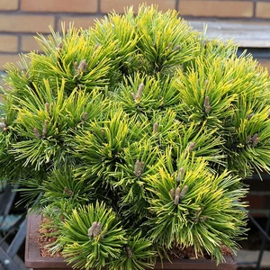 Pinus mugo 'Wintergold' 2.3L