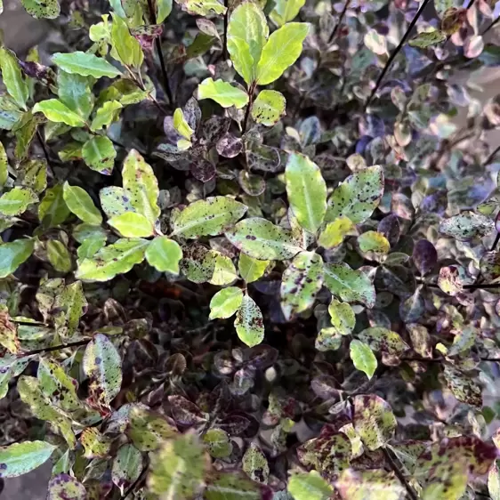 Pittosporum tenuifolium 'County Park' - image 3