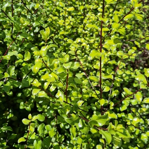 Pittosporum tenuifolium 'Donovan Gold'