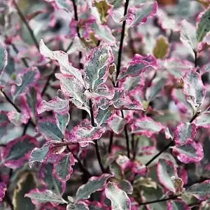 Pittosporum 'Elizabeth' (Large)