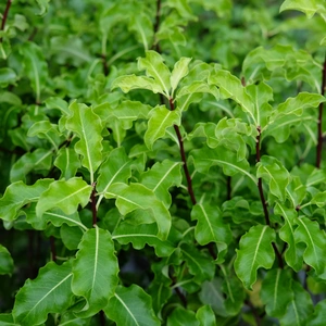 Pittosporum tenuifolium 'Golden King'