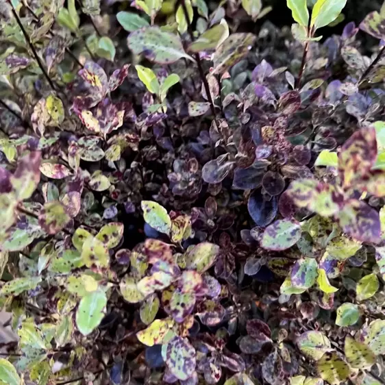 Pittosporum tenuifolium 'Purpureum' - image 1