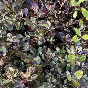 Pittosporum tenuifolium 'Purpureum' - image 2