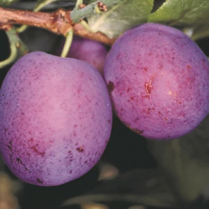 Plum (Prunus) 'Herman' St. Julien 'A'