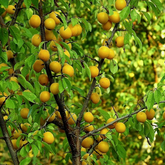 Plum (Prunus) 'Yellow Pershore' VVA-1