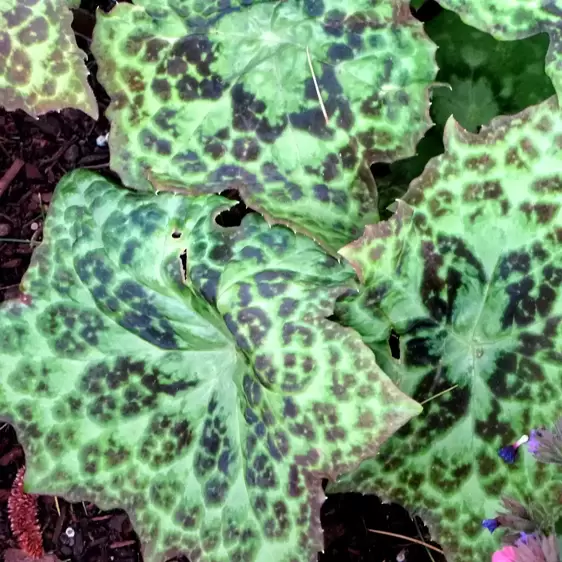 Podophyllum 'Spotty Dotty' 9cm - image 1