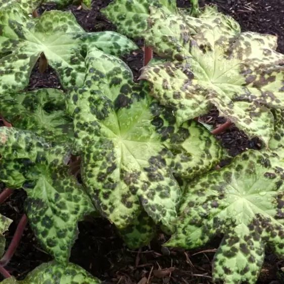 Podophyllum 'Spotty Dotty' 9cm - image 2