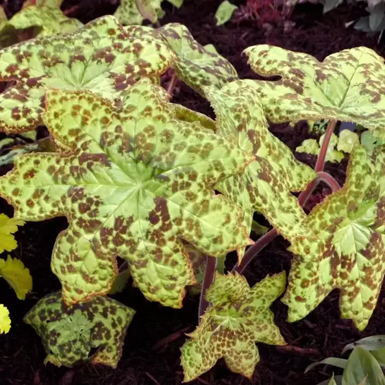 Podophyllum 'Spotty Dotty' 9cm - image 3