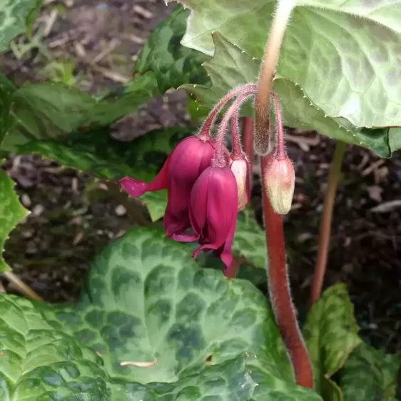 Podophyllum 'Spotty Dotty' 9cm - image 4