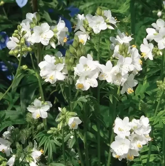 Polemonium caeruleum 'Album' 2L