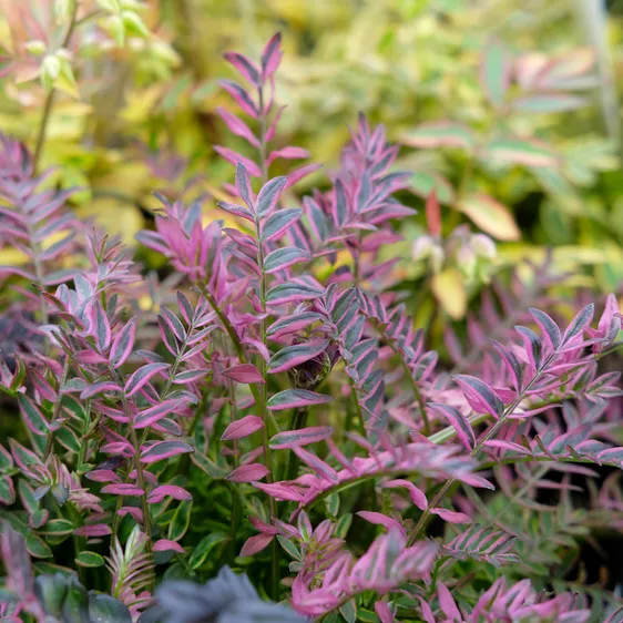 Polemonium 'Kaleidoscope' - image 1