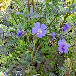 Polemonium yezoense 'Purple Rain'