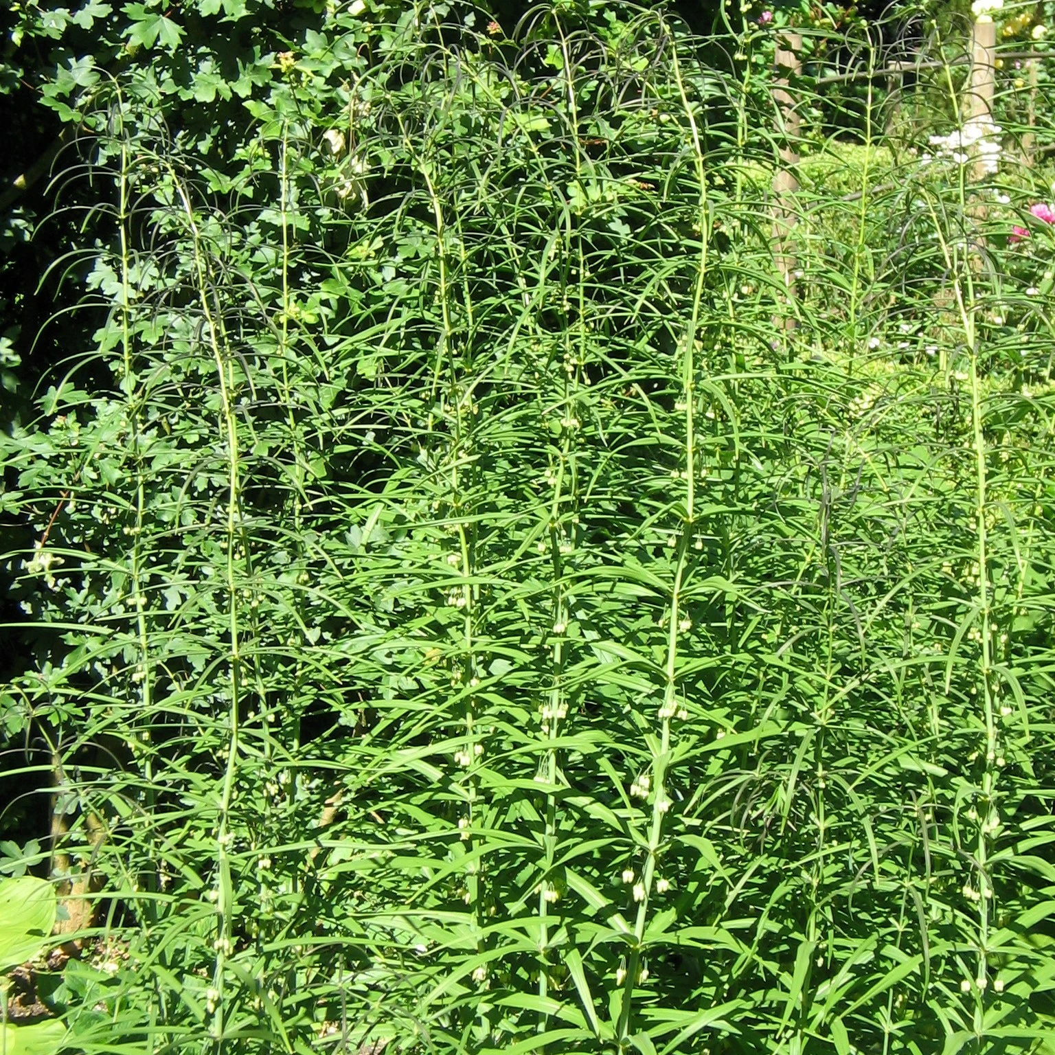 Polygonatum verticillatum 'Giant One' - Cowell's Garden Centre ...