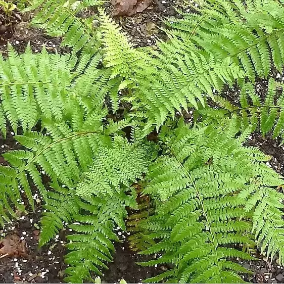 Polystichum braunii 1.5L - image 2