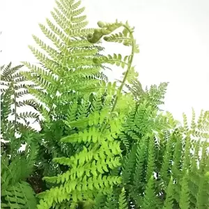 Polystichum braunii 1.5L - image 1