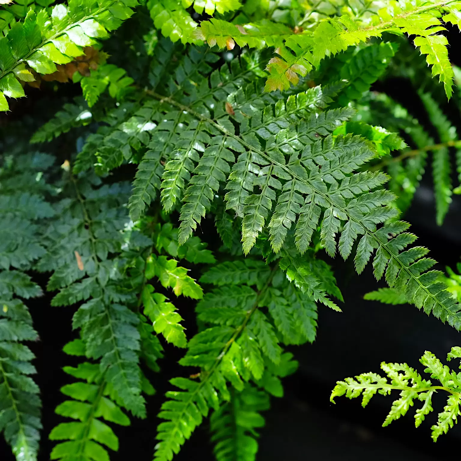 Polystichum polyblepharum 9cm - Cowell's Garden Centre | Woolsington