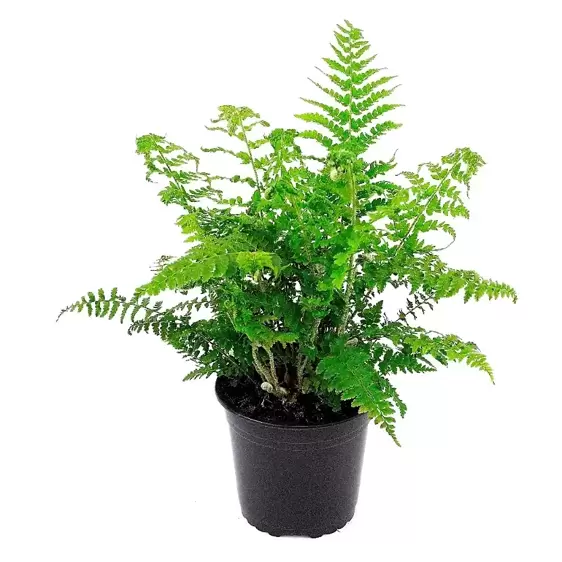 Polystichum setiferum 1.5L - image 2