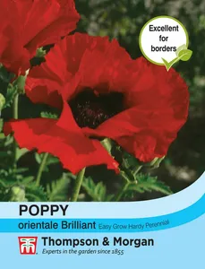 Poppy Brilliant - image 1