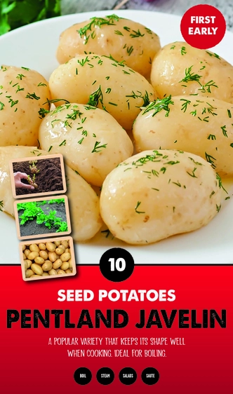 Potato Pentland Javelin - Taster Pack