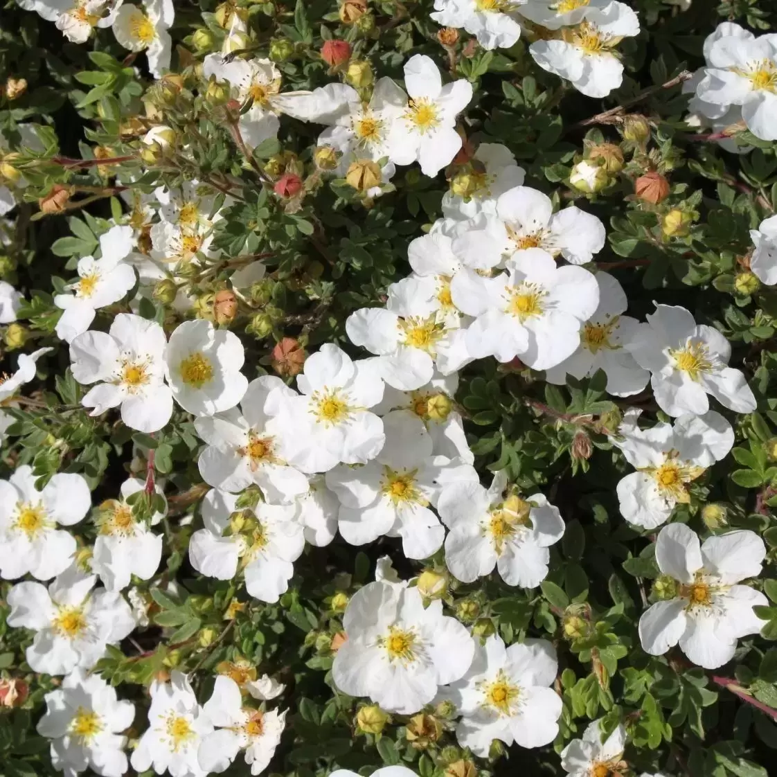 Image of Potentilla fruticosa Abbotswood in a vase