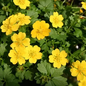 Potentilla verna 'Nana' 9cm