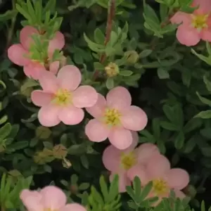 Potentilla fruticosa 'Princess'