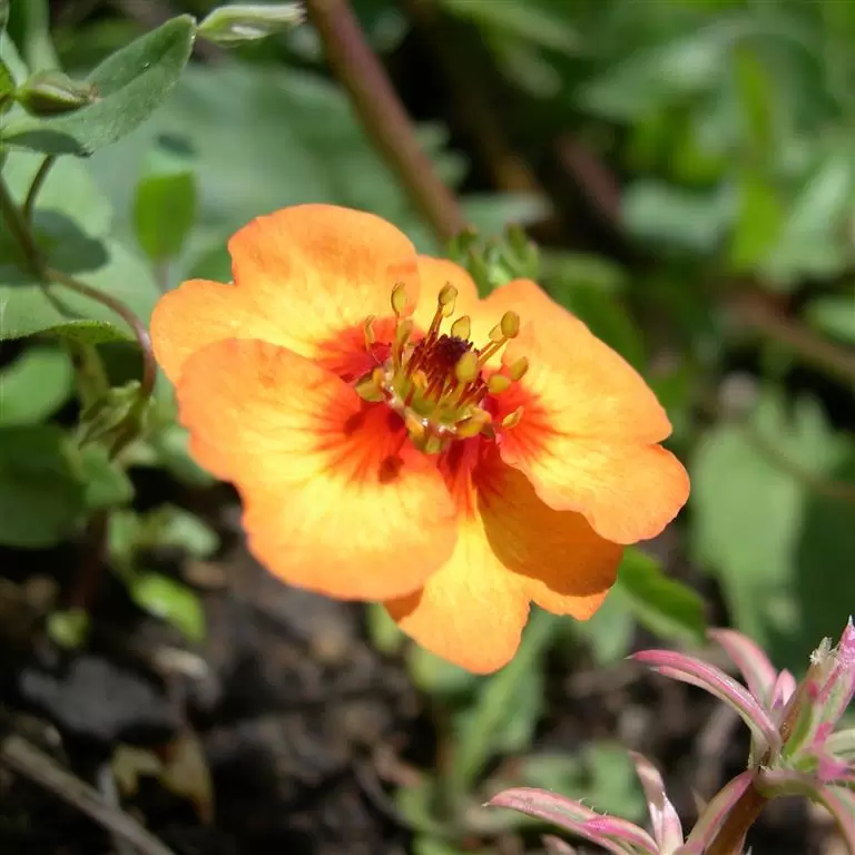 Potentilla tonguei 9cm - Cowell's Garden Centre | Woolsington