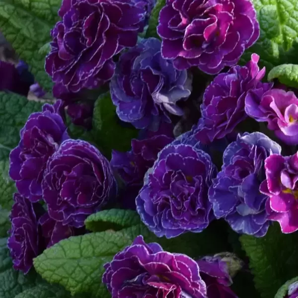 Primula Barnhaven 'Double Frou Frou' - Cowell's Garden Centre | Woolsington