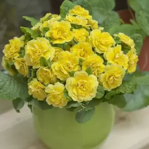 Primula Belarina 'Buttercup' 1L - image 2