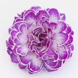 Primula Belarina 'Candy Frost' - image 2