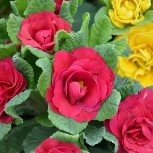 Primula Prima Belarina 'Carmen' 1L