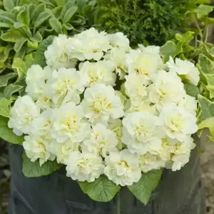 Primula Belarina 'Cream' 1L - image 1