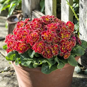 Primula Belarina 'Maple Sugar' - image 2