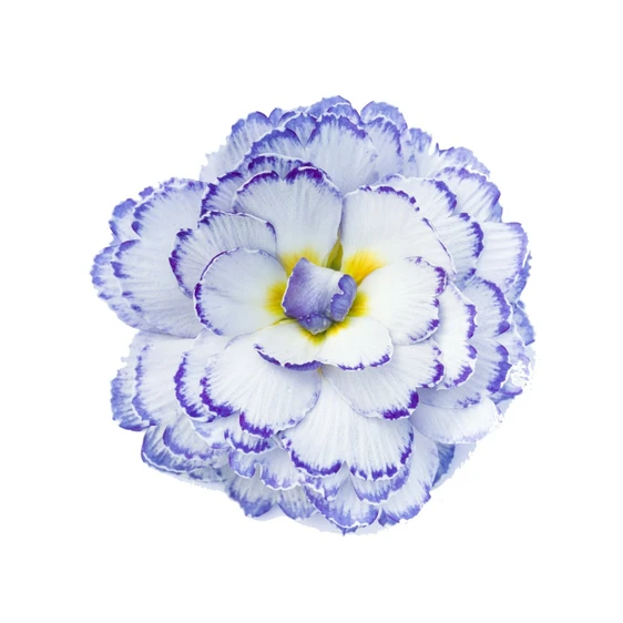 Primula Belarina 'Rhapsody' - image 3