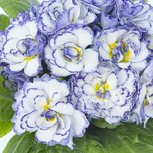 Primula Belarina 'Rhapsody' - image 1