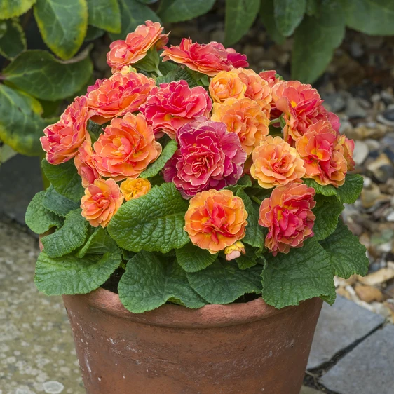 Primula Belarina 'Tangerine Twist' - image 3