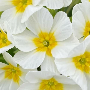 Primula 'Oak Leaf White'