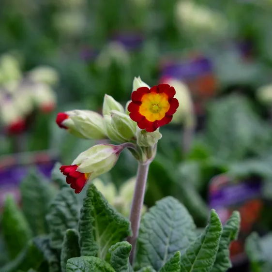 Primula veris 'Orange Yellow'